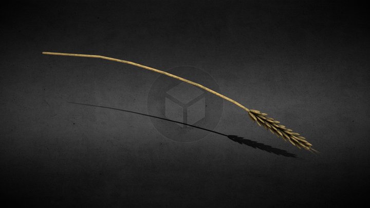 Wheat – Free 3D Model STL