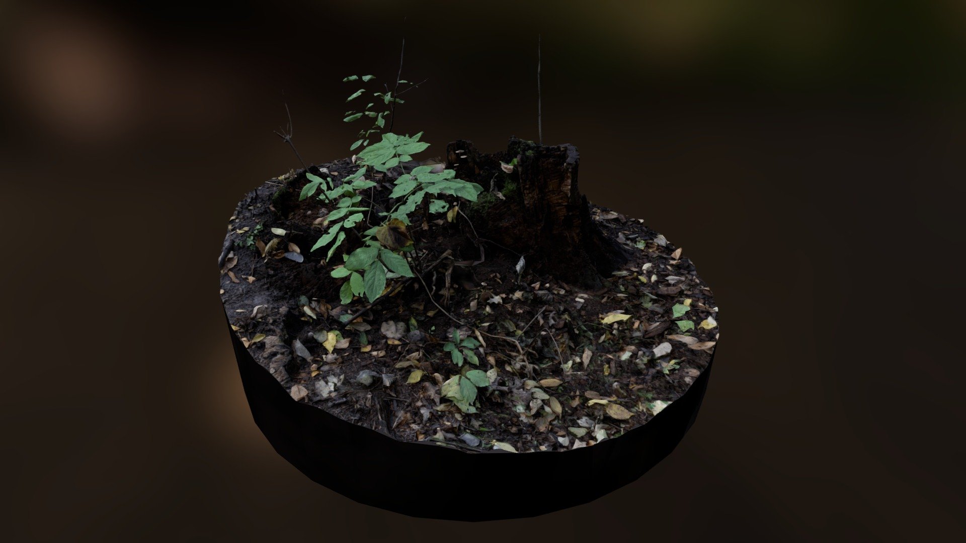 Stumps of the Twin Cities: Eloise Butler Garden