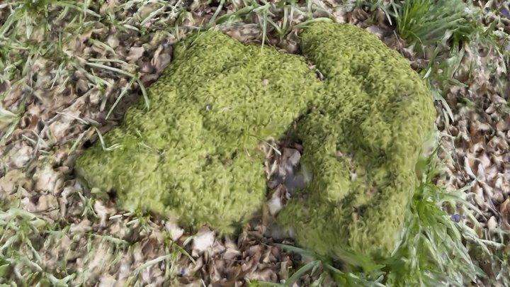 West Woods 5 – Free 3D Model STL