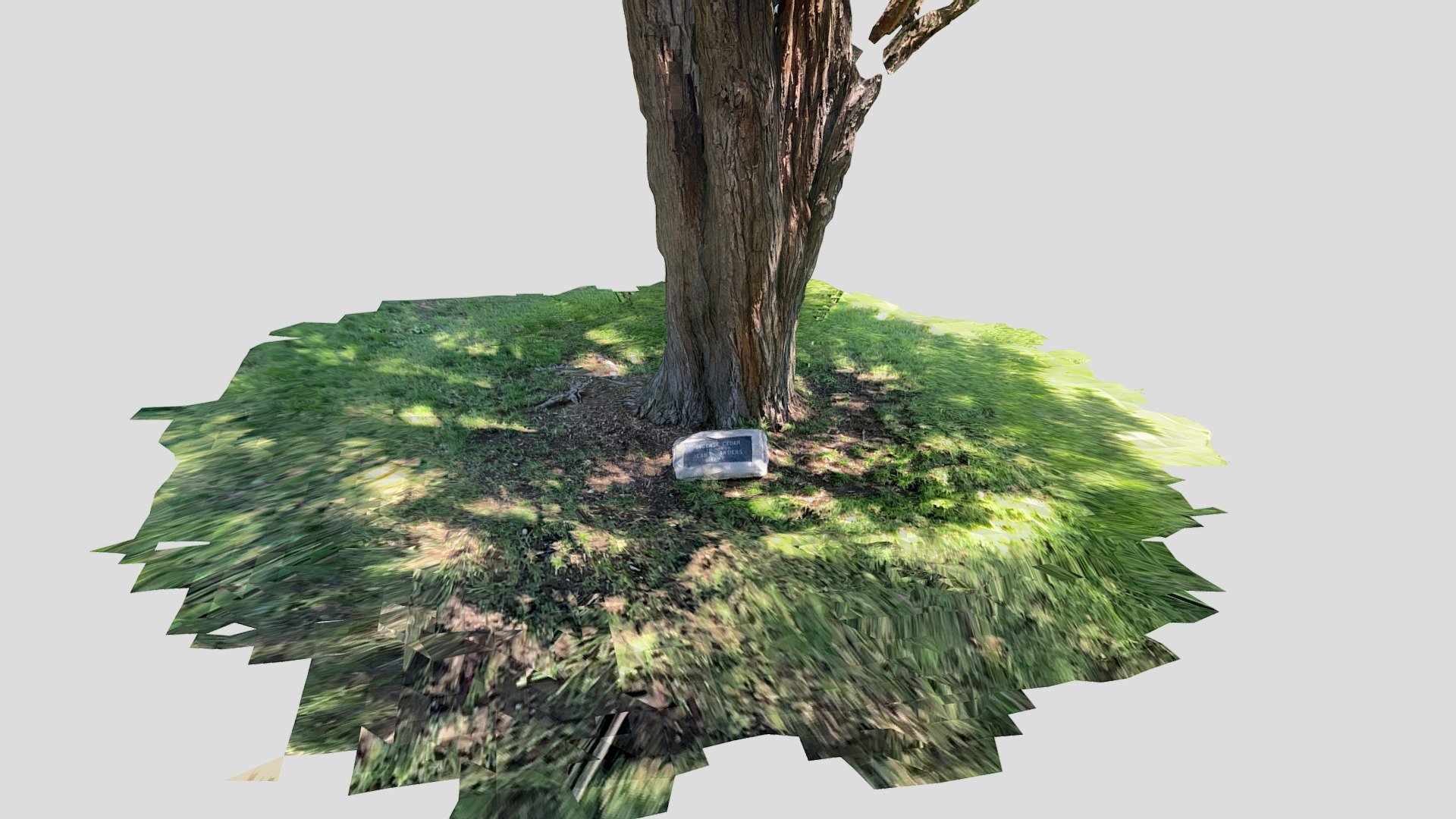 Incense cedar tree