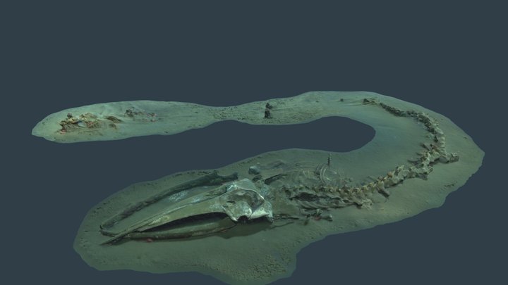 Rosebud-whale-fall 3D Model
