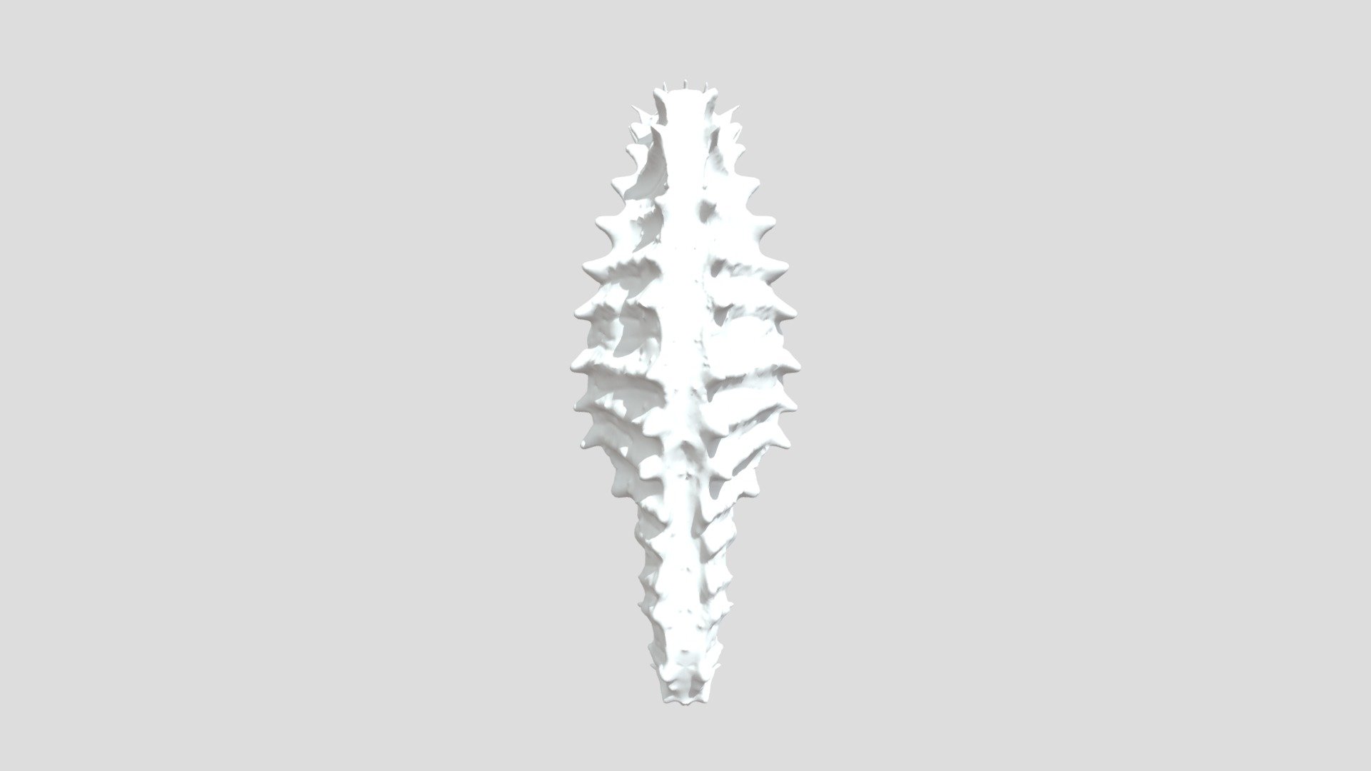 Seahorse