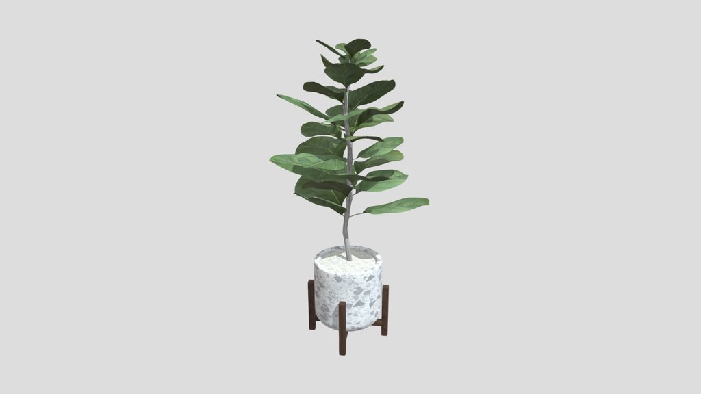 Fiddle Fig Tree Indoor House Plant
