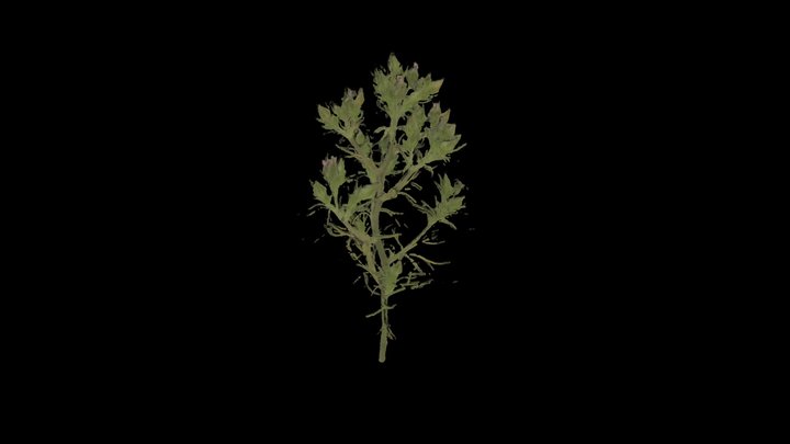 Chamaerhodos erecta (L.) Bunge 3D Model