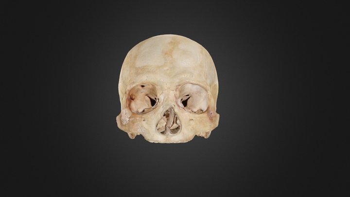 Human Skull 3D Model