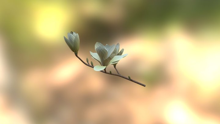 Yulan-magnolia 3D Model