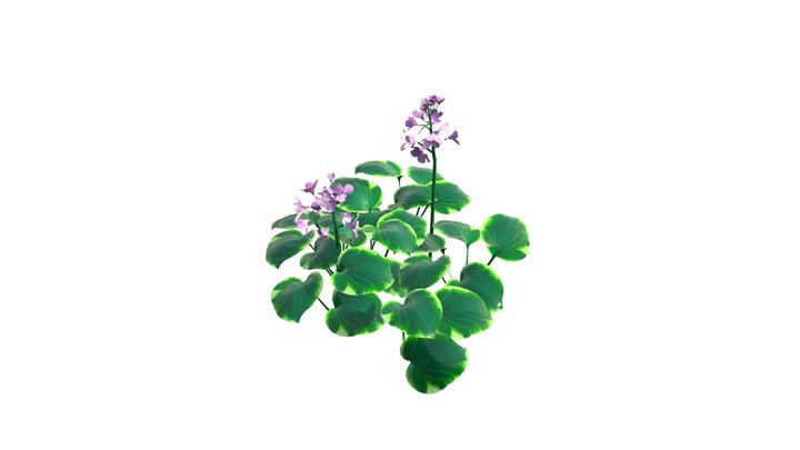 Flowering Green Ears Hosta 01 3D Model