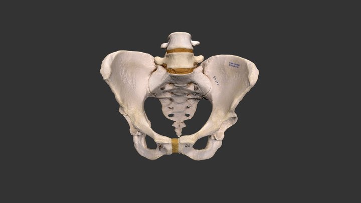 Homo sapiens (modern) (2501.1rp79) 3D Model