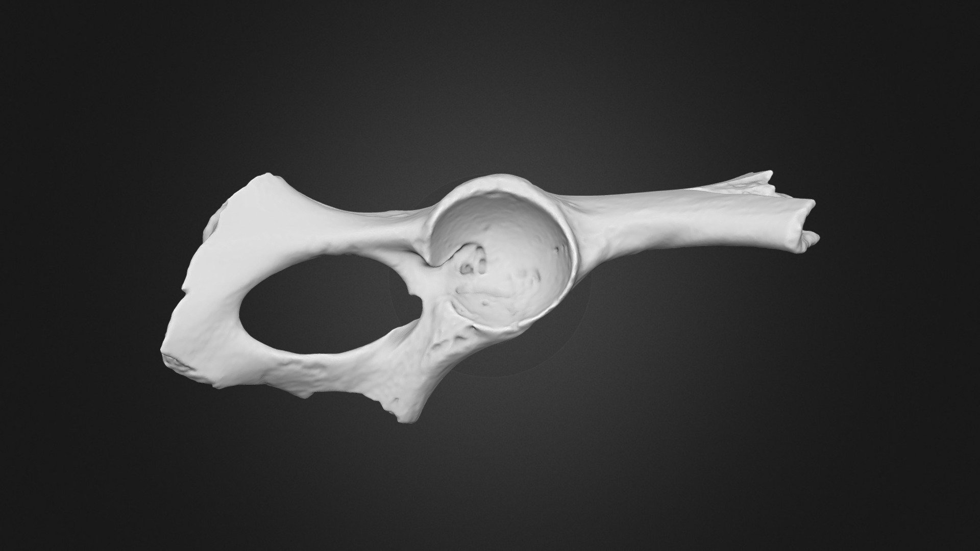 Risch-Rotkreuz, Mammut-Becken / mammoth pelvis