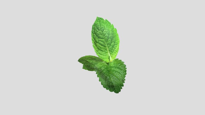 Mint with lebel 3D Model