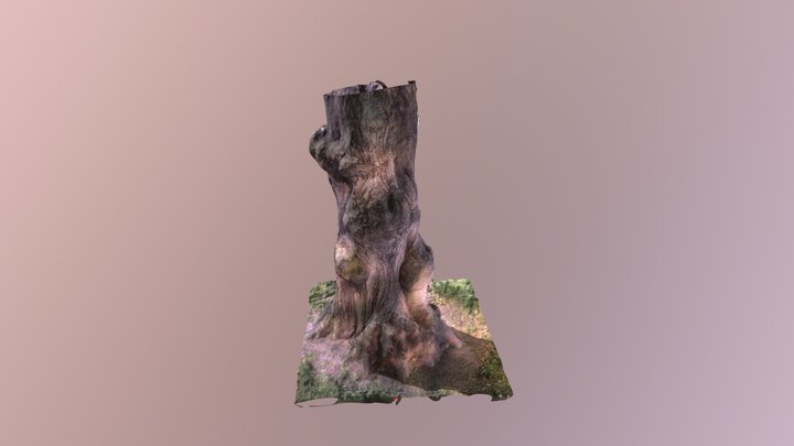 photogrammetry Tree Test 3D Model