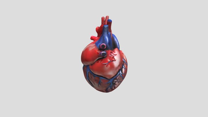 corazón humano 3D Model