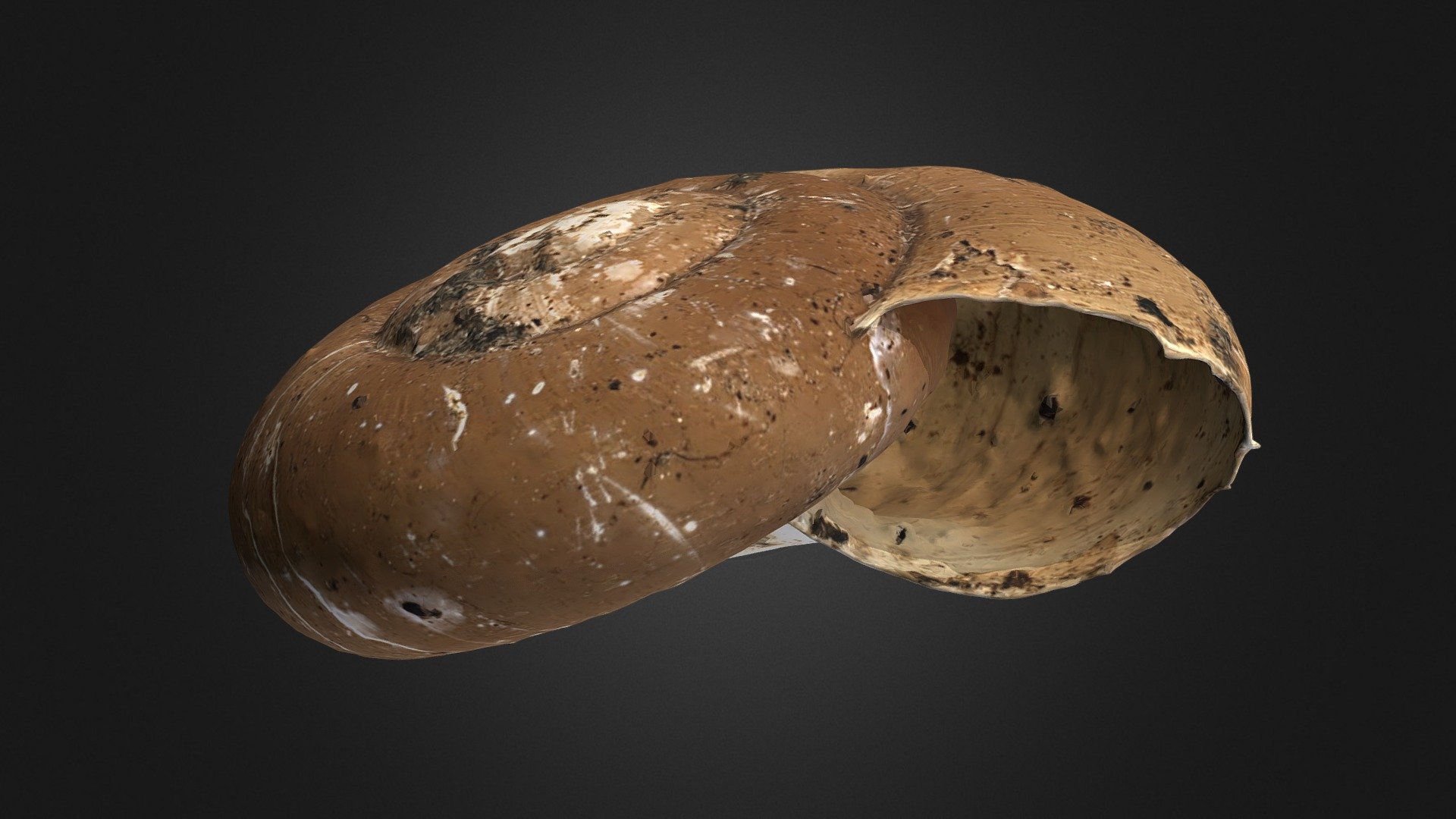Aegopinella nitens — Sketchfab embed 3D viewer