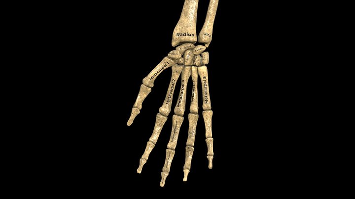Anatomy of Hand and Wrist Bones (+labels) 3D Model