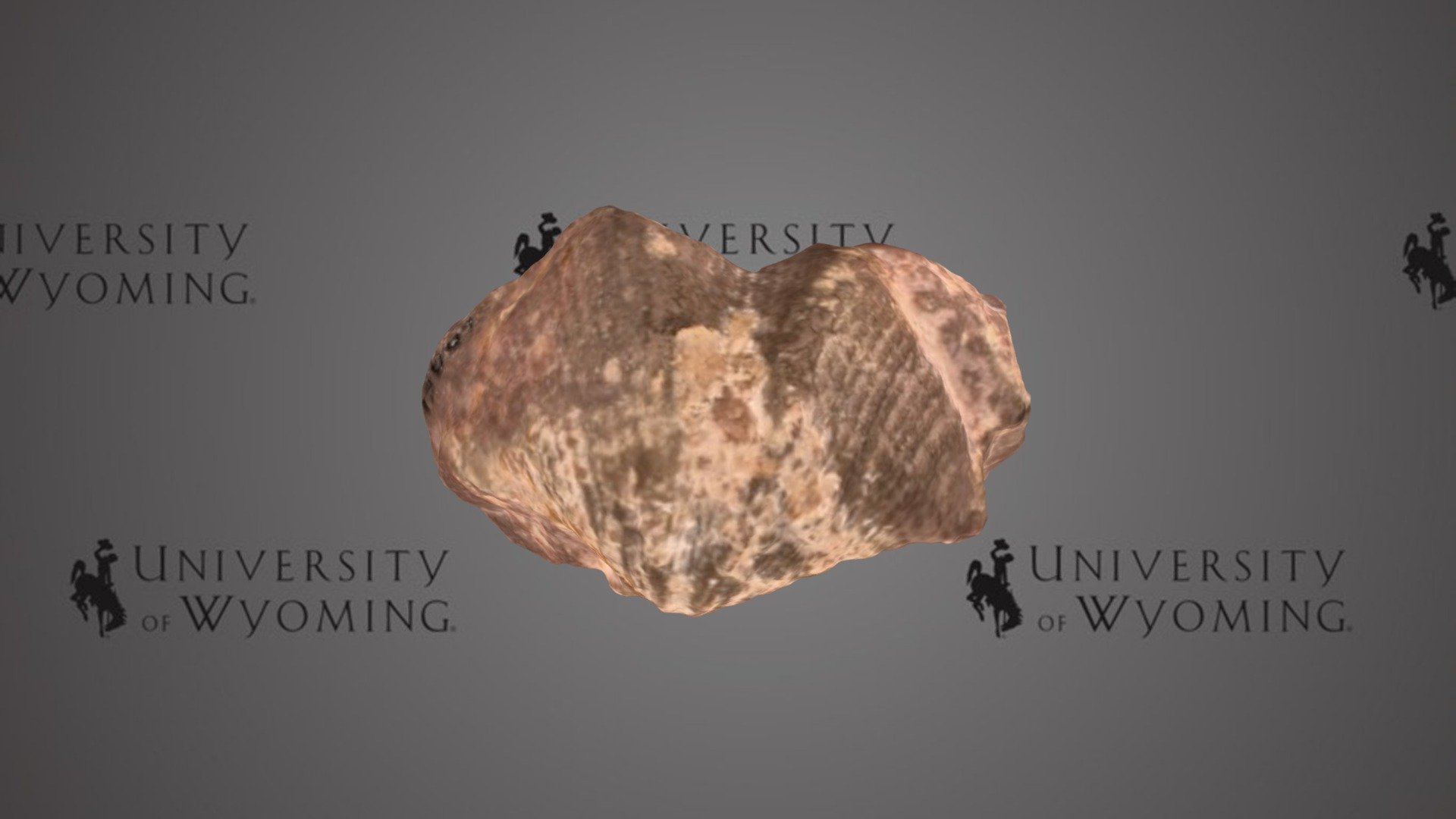 UWG Brachiopod D