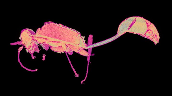 Mud Dauber Wasp - CT Scan - Point cloud 3D Model