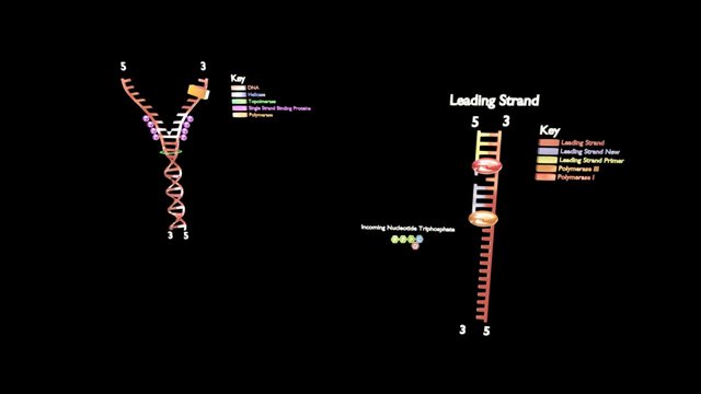 DNA Model Level 2 3D Model