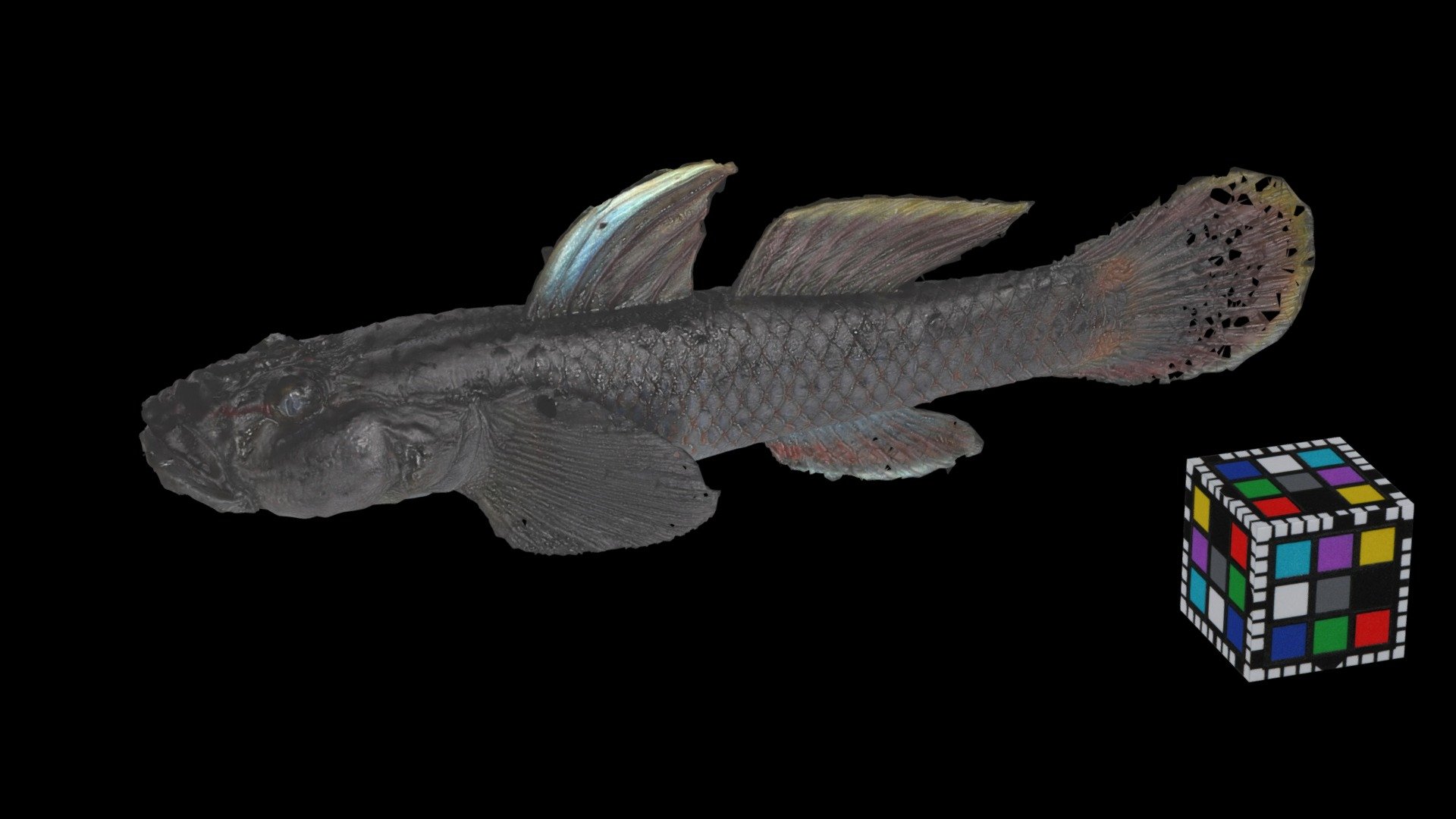 トウヨシノボリ Freshwater goby, Rhinogobius kurodai