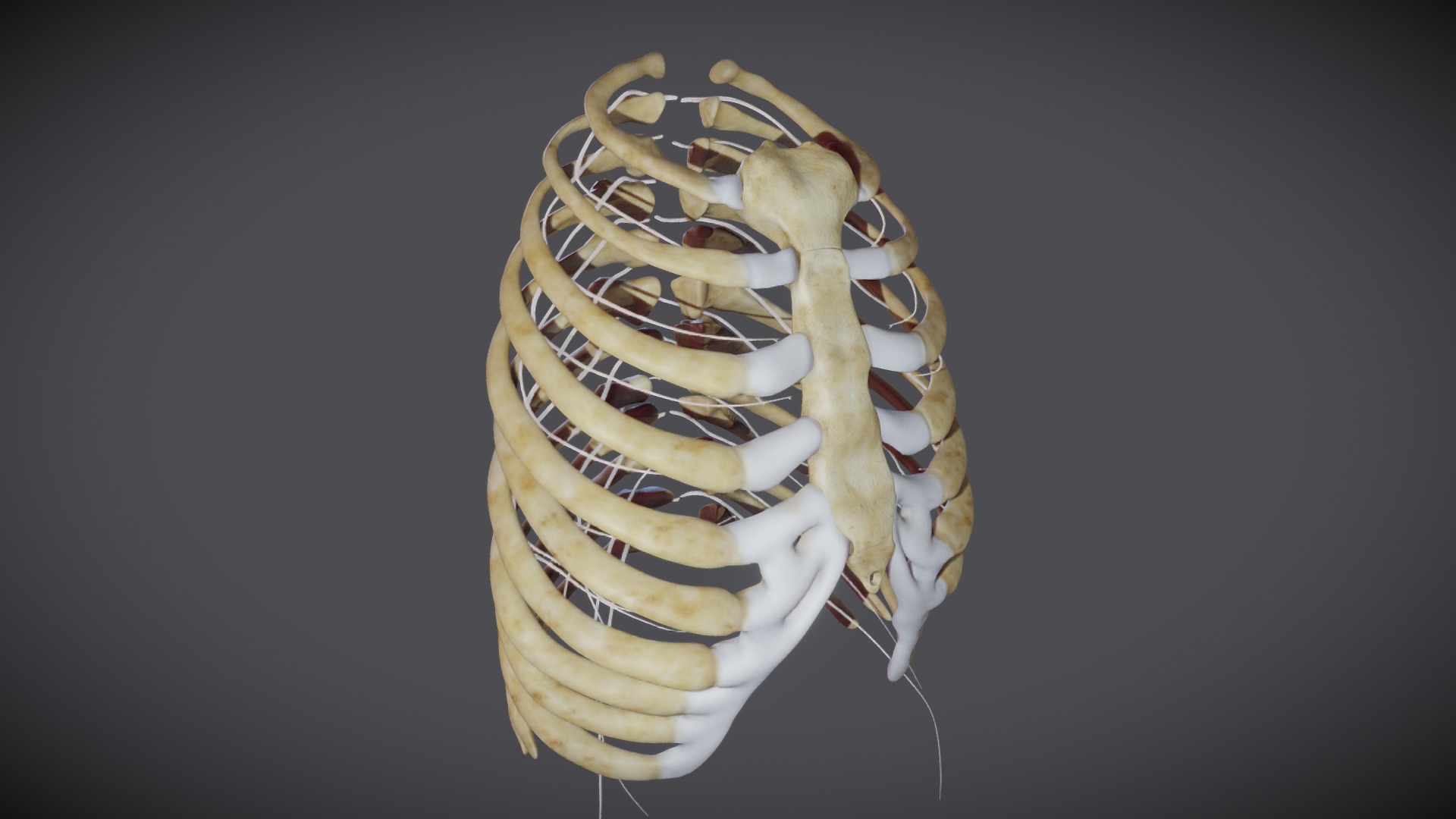 3D model Ribcage with Thoracic nerves - This is a 3D model of the Ribcage with Thoracic nerves. The 3D model is about a skull with teeth.