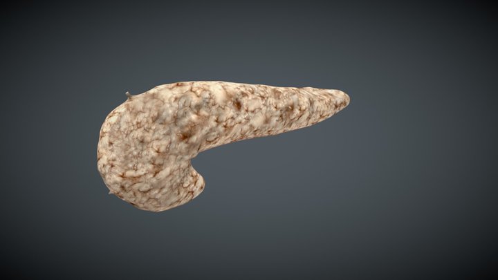 Human pancreas (lowpoly) 3D Model