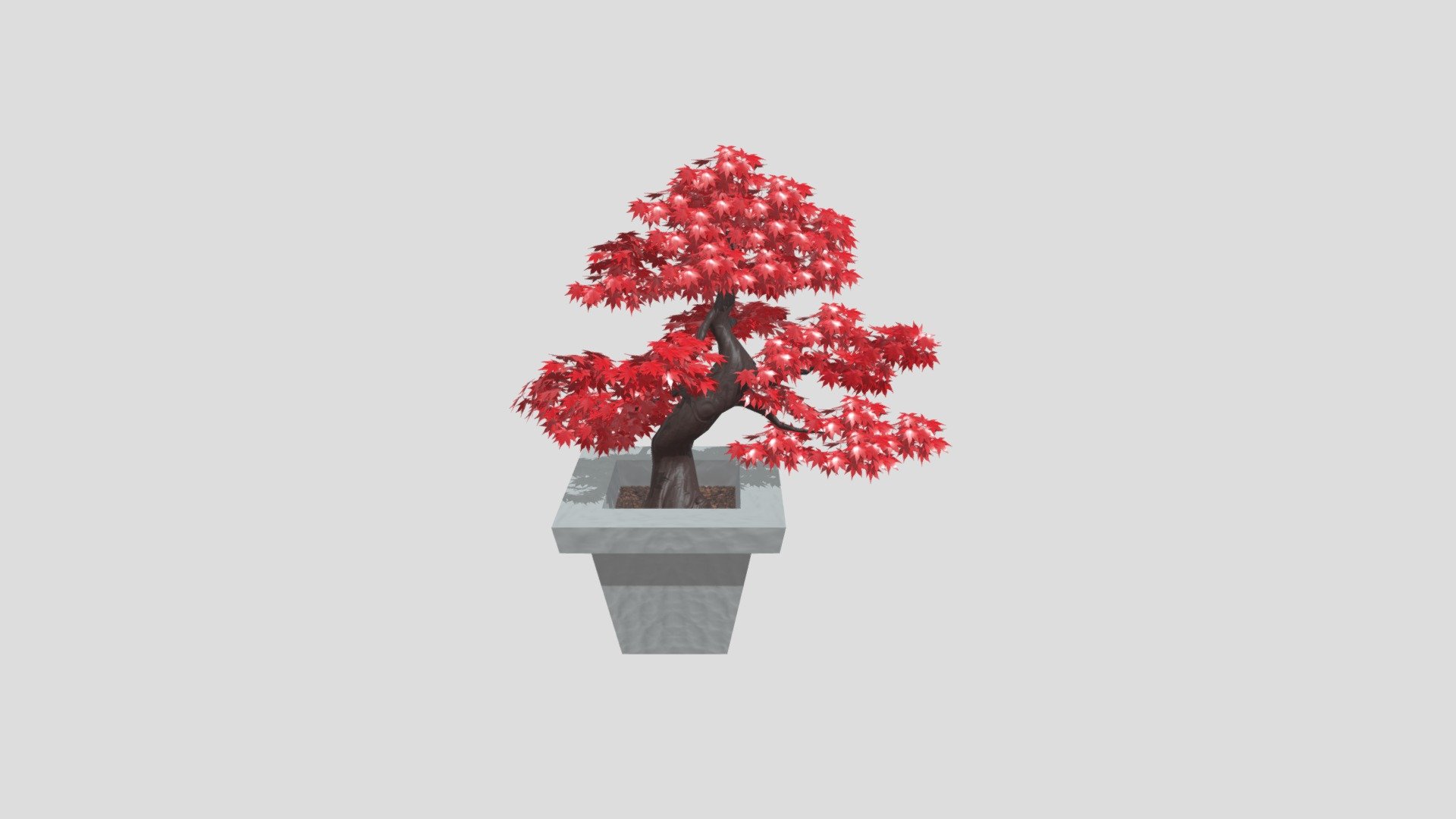 Maple Bonsai Tree