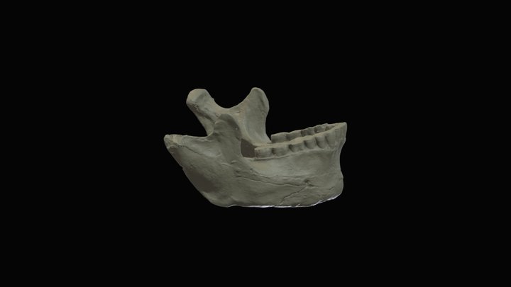 Homo Neanderthalensis (Tabun) Mandible 3D Model