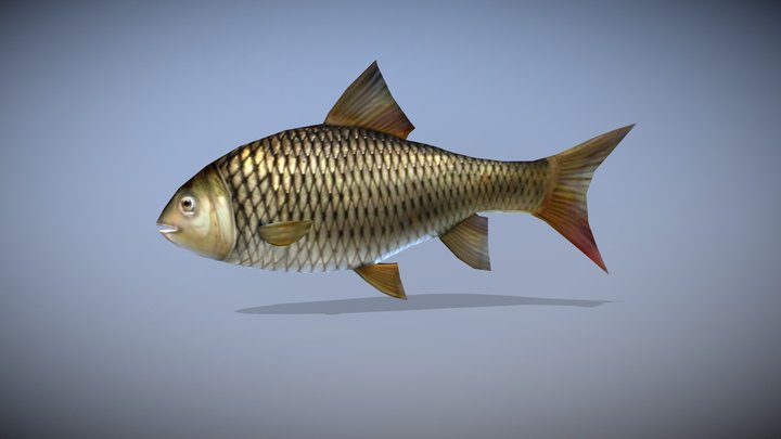 FISH ANIMATED 3D Model