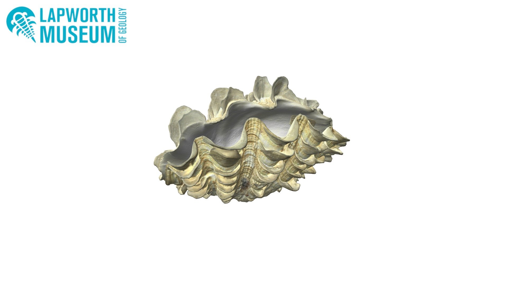 Tridacna maxima (small giant clam) BIRUG 19135