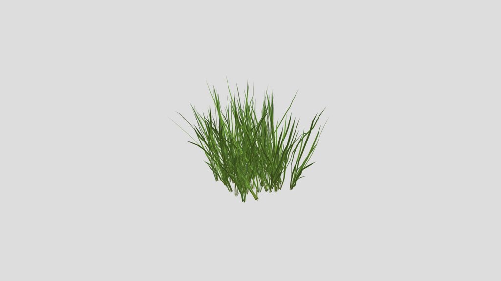 Wild Grass Patch