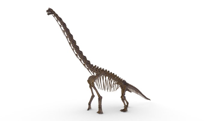 Brachiosaurus 3D Model