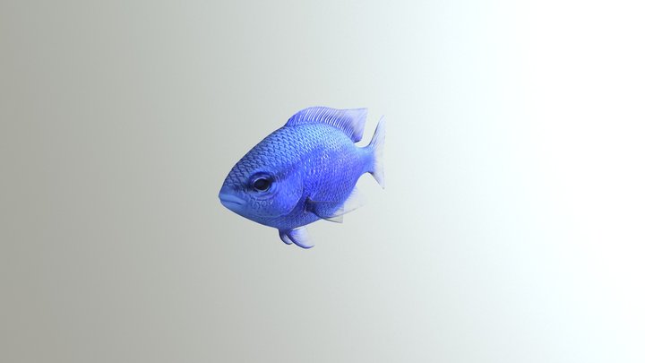 Blue Damselfish 3D Model