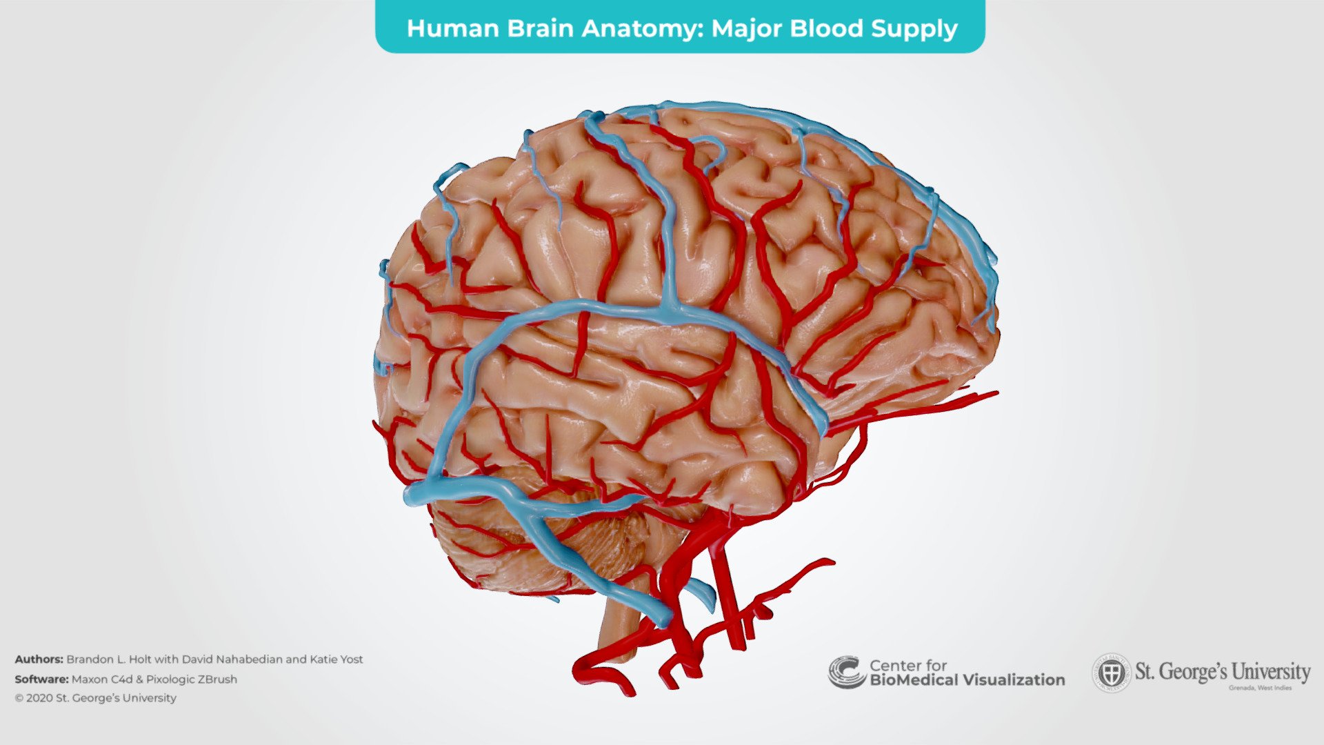Human Brain - 3D model by The Center for BioMedical Visualization at SGU  (@SGUMedArt) [1725062]