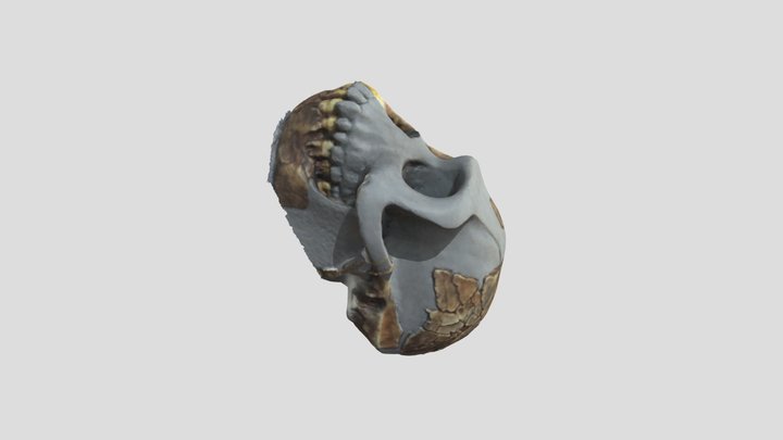Ardipithecus Ramidus Final 3D Model