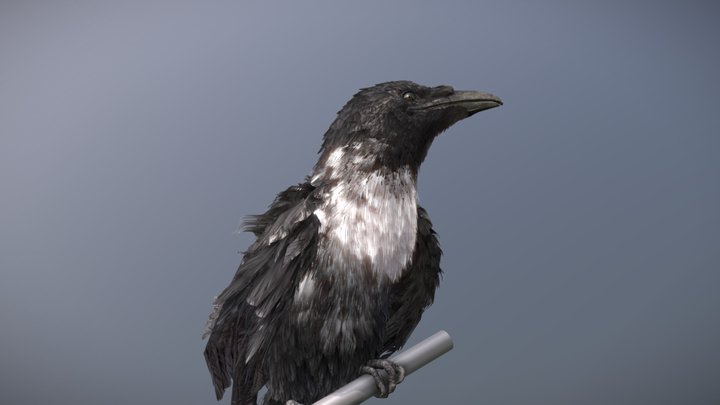 Pied Crow 3D Model