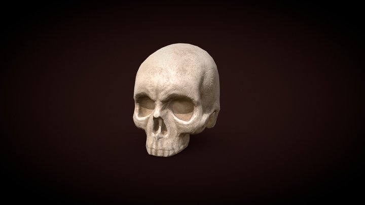 Skull 3D Model