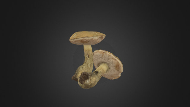 Mialro Tylopilus felleus 08 3D Model