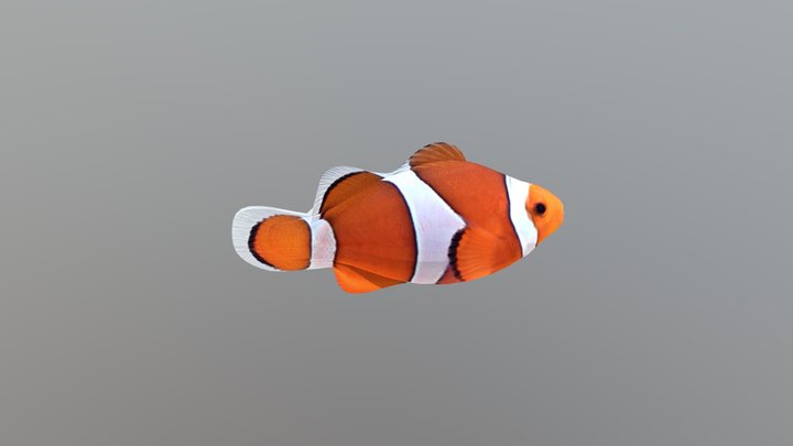 Oxidane - Clownfish 3D Model