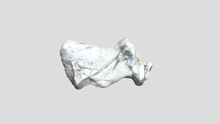 Dino bone? 3D Model