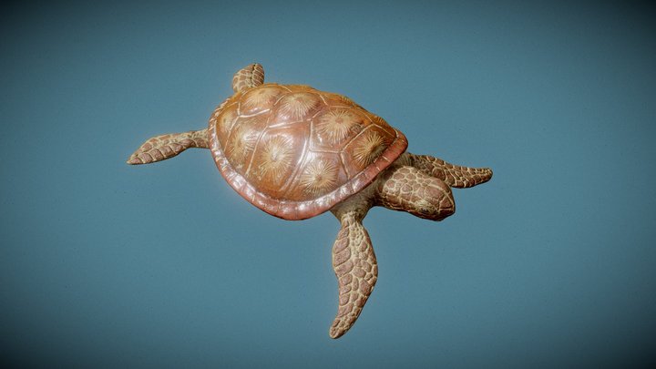 Turtle_High_Detailed 3D Model