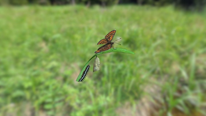 Euphydryas aurinia 3D Model