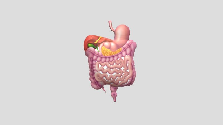 Organ Pencernaan Manusia 3D Model