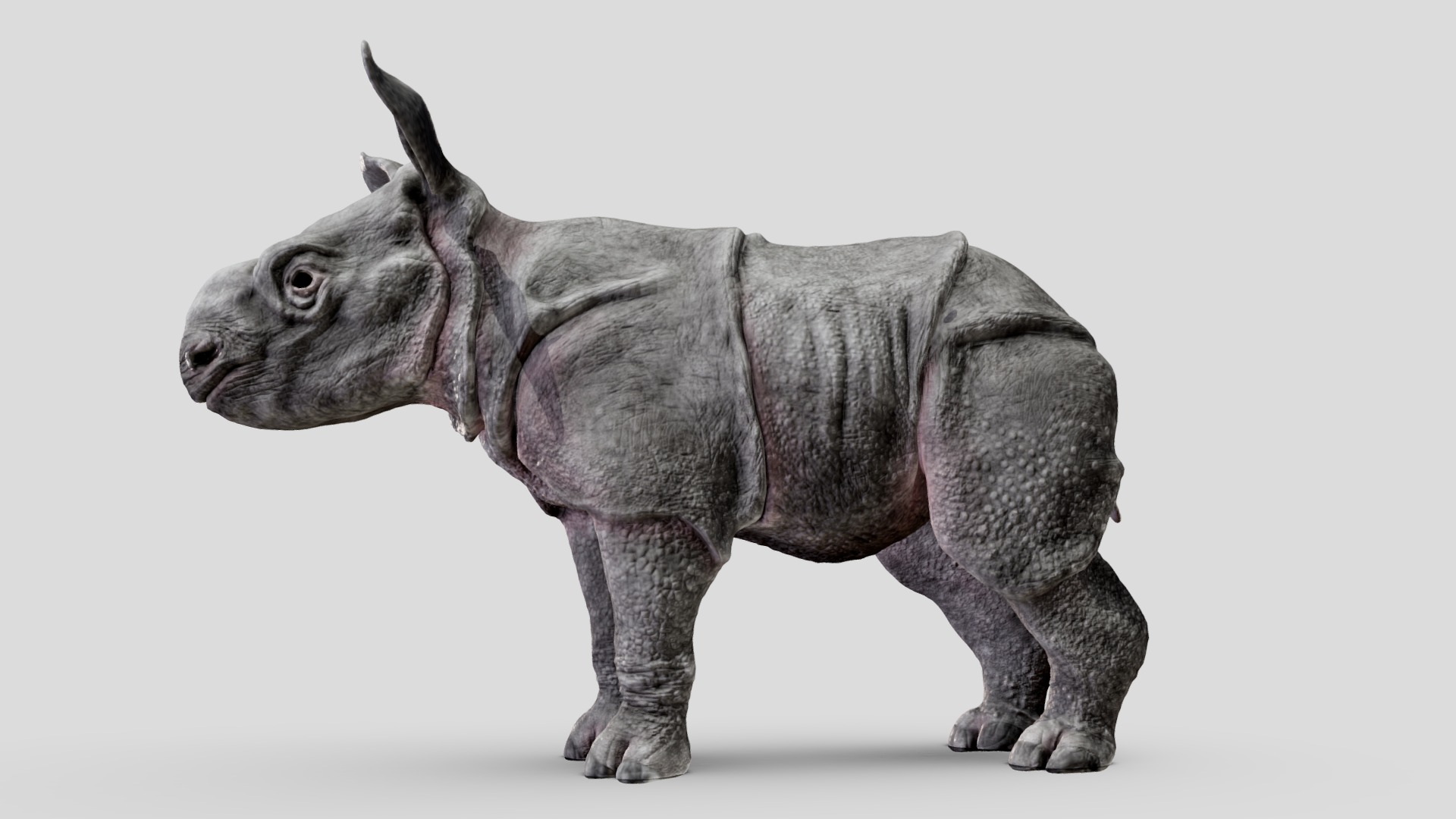 3D model Indian rhino baby. Third of five. - This is a 3D model of the Indian rhino baby. Third of five.. The 3D model is about a grey animal with horns.