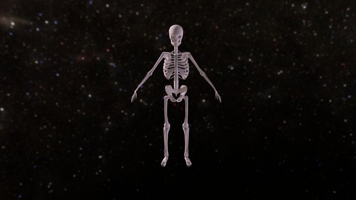 Moranskeleton3-5 3D Model