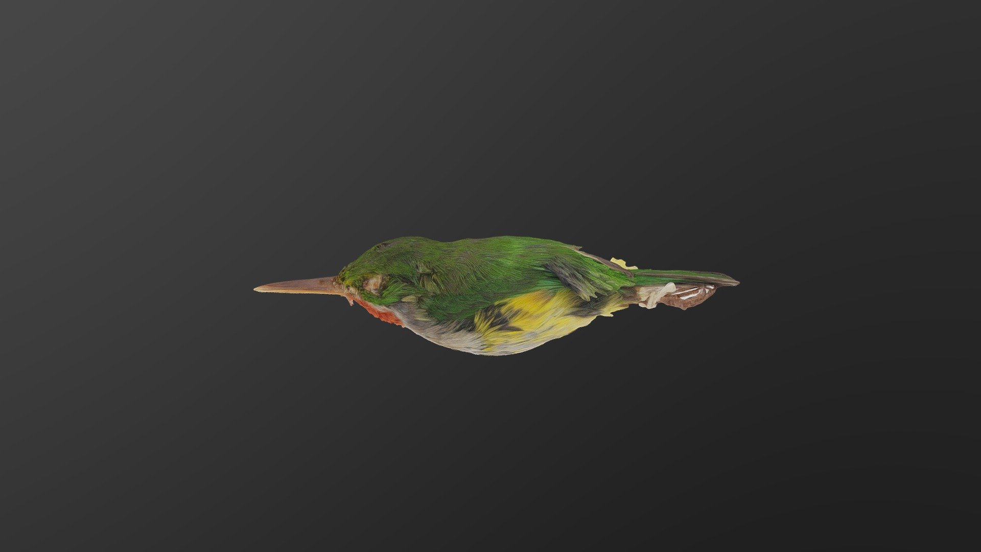 Todus Mexicanus