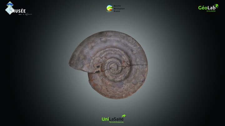 Ammonite - Hildoceras sp. – Kostenloses 3D-Modell STL