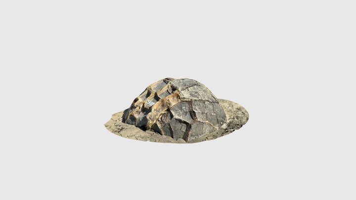 Moeraki boulders beach 3 3D Model