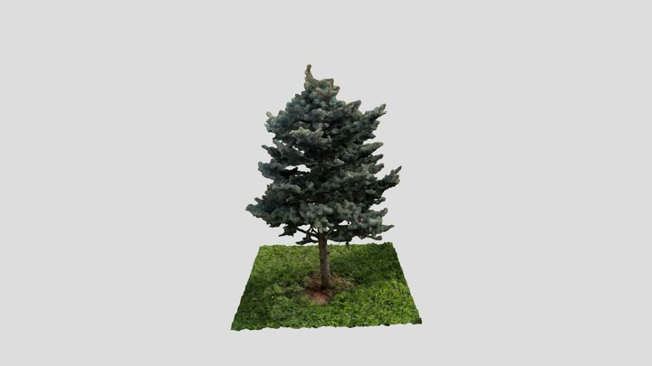 Pine Tree Cirali 3D Model