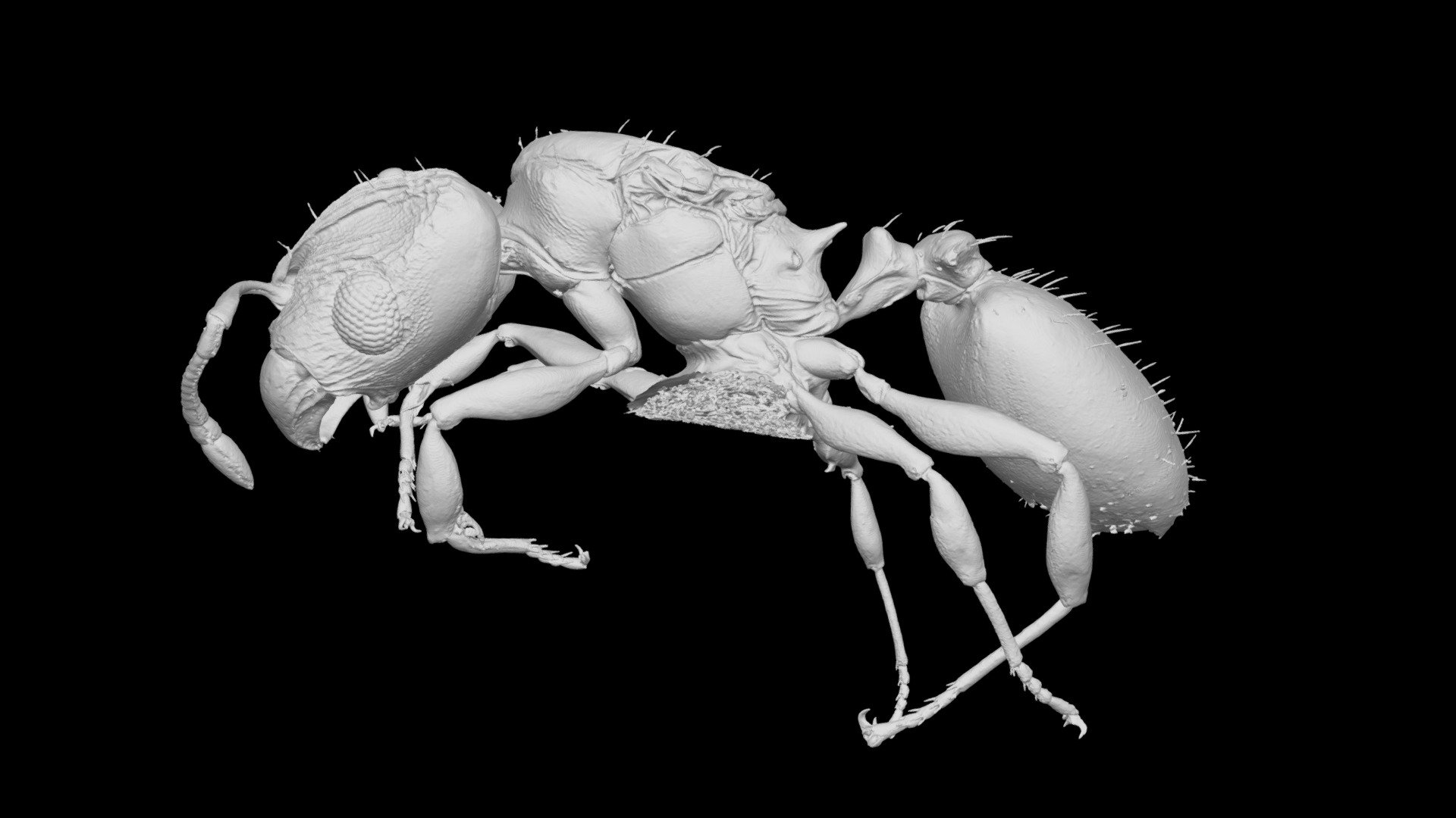 Pheidole kava Queen CASENT0194645