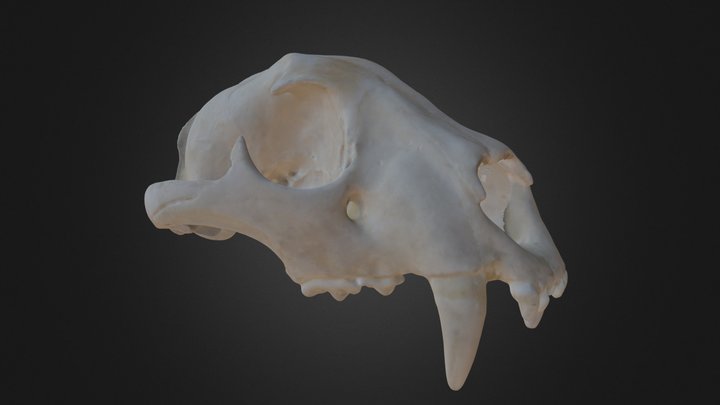 Panthera onca, skull 3D Model