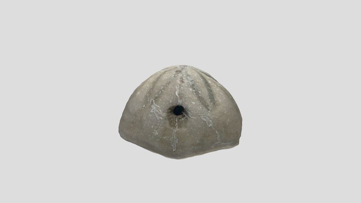 Sea Biscuit - From Holden Beach, NC 4K Texture 3D Model